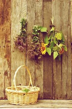 Herbs drying. Stock Photos