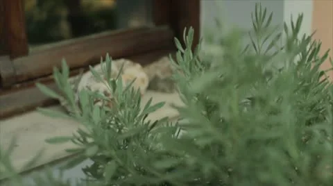 Herbs Stock Footage 10802710