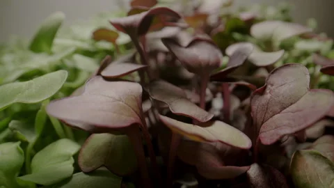 Herbs Stock Footage 282645436