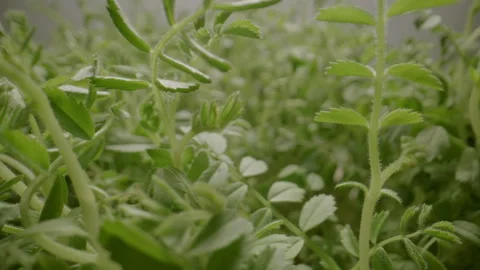 Herbs Stock Footage 282645456