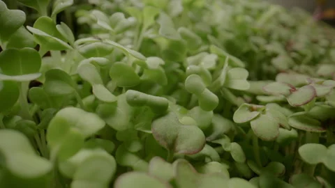 Herbs Stock Footage 282645461