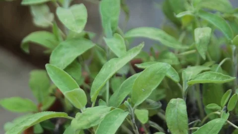 Herbs fresh sage Stock Footage 75042782