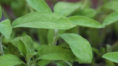 Herbs fresh sage Stock Footage