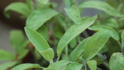 Herbs fresh sage Stock Footage 75042795