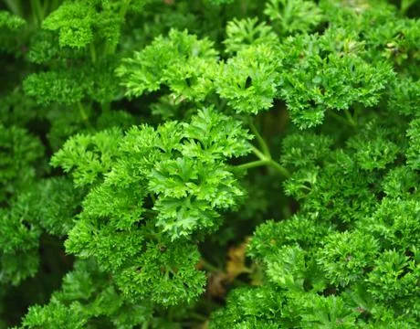 Herbs in the Garden Stock Photos