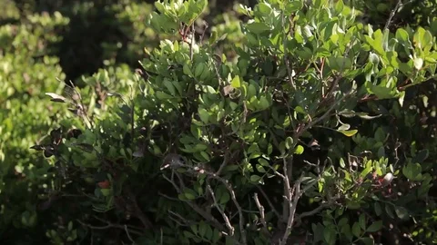 Herbs growing on the coast of the Cala Mendia. Mallorca Stock Footage 76006775