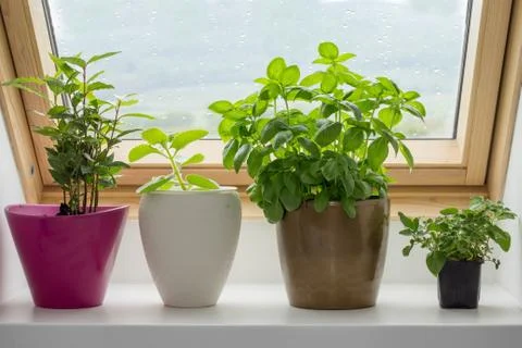 Herbs growing in pot on kitchen window Stock Photos