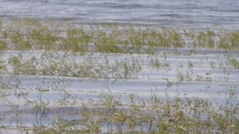 Herbs Growing in Water Stock Footage 278312156