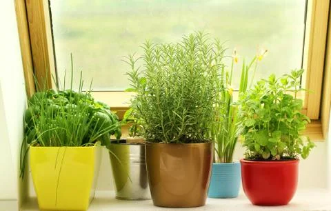 Herbs growing on window Stock Photos