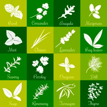 	Herbs hand drawn vector squared icon big set.  Stock Illustration