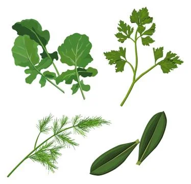 Herbs Stock Illustration