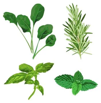 Herbs Stock Illustration