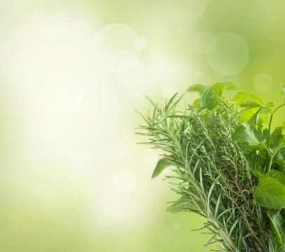 Herbs Stock Illustration