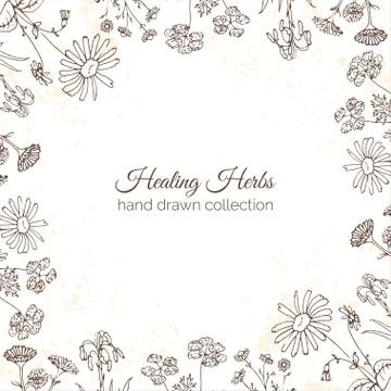 Herbs Illustration. Floral frames Stock Illustration