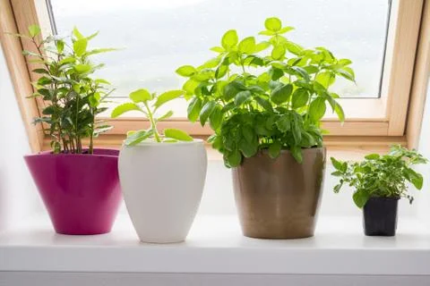 Herbs in interior Stock Photos