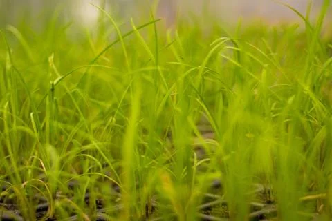 Herbs in the meadow, the grass background . Stock Photos