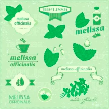 Herbs, melissa Stock Illustration