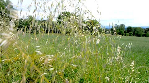 Herbs moving in the wind in a field Stock Footage 49319490