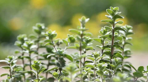 Herbs Oregano Video stock 34269161
