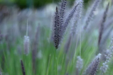 Herbs in the park Stock Photos