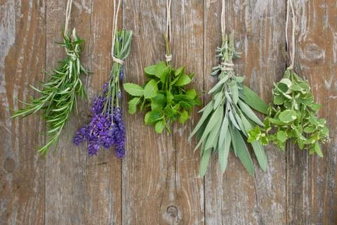 Herbs Stock Photos