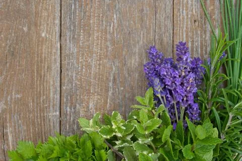 Herbs Stock Photos