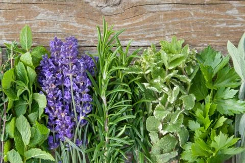 Herbs Stock Photos