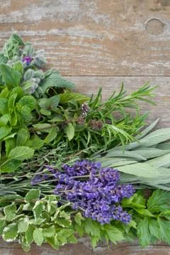 Herbs Stock Photos