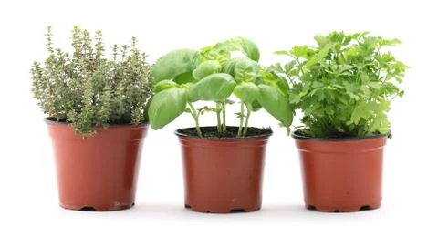 Herbs Stock Photos