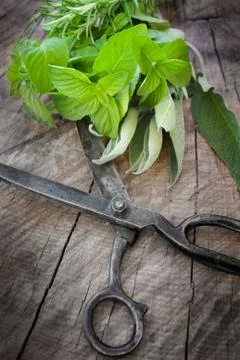 Herbs Stock Photos
