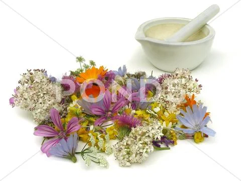 Herbs Stock Photos