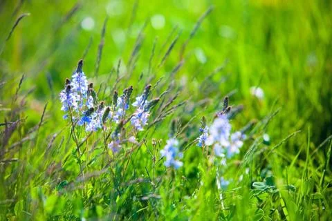 Herbs Fotos de archivo