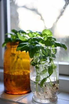 Herbs Foto stock