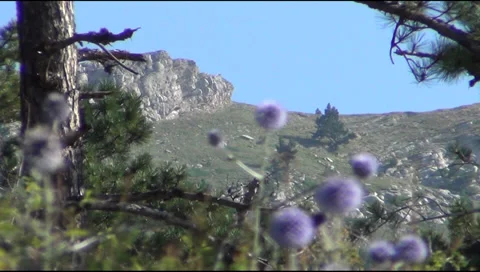 Herbs on a plateau 스톡 동영상 28683004