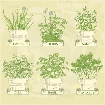 Herbs in pot Stock Illustration