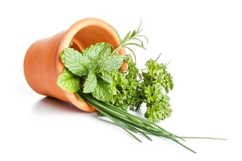 Herbs in pot Stock Photos