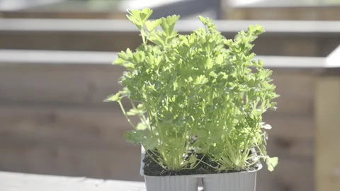 Herbs in a pot set on the edge of a raised garden bed in sunshine Stock Footage 157602222