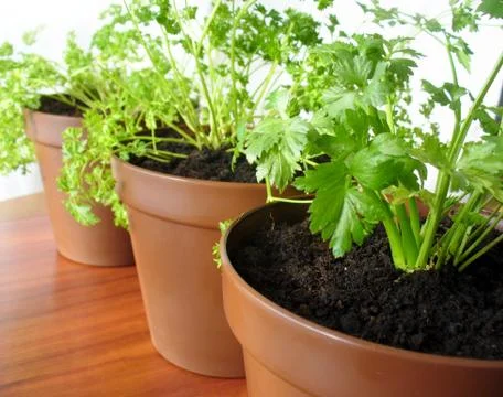 Herbs in pots Foto stock