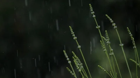 Herbs in the rain slow motion 1 Stock Footage 90811998