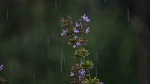 Herbs in the rain slow motion 2 Stock Footage 90811805