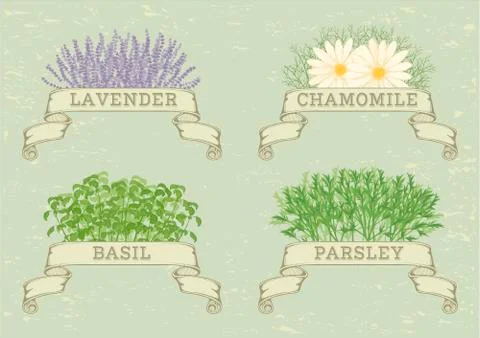 Herbs ribbon labels Stock Illustration