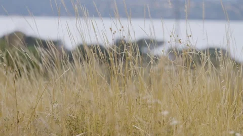 Herbs in a Scenic Meadow Stock Footage 278267725