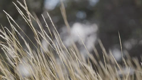 Herbs in a Scenic Meadow Stock Footage 278267760