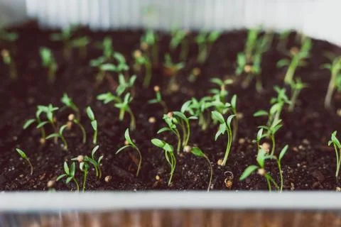 Herbs seedlings indoor in trays, tiny coriander leaves popping out of the soi Stock Photos