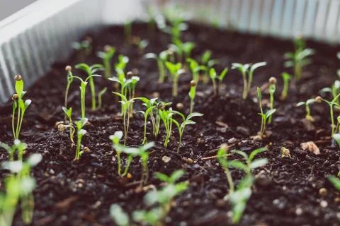 Herbs seedlings indoor in trays, tiny coriander leaves popping out of the soi Stock Photos