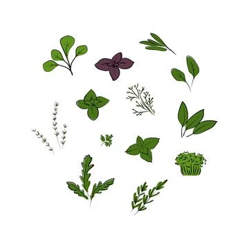 Herbs set. Hand drawn vector illustration. Vegetarian concept. Stock Illustration