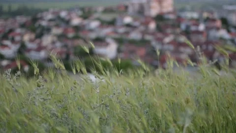 Herbs shake from the wind felt spring Stock Footage 168936749