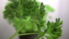 Herbs: Sprig of parsley Stock Footage
