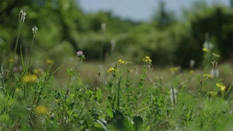 Herbs swinging blown by the wind in the mountains of Serbia 動画素材 236705810