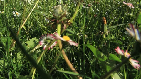 In herbs tracking shot close up Видео 24789019